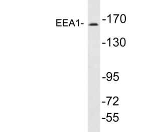 Western Blot - Anti-EEA1 Antibody (R12-2124) - Antibodies.com