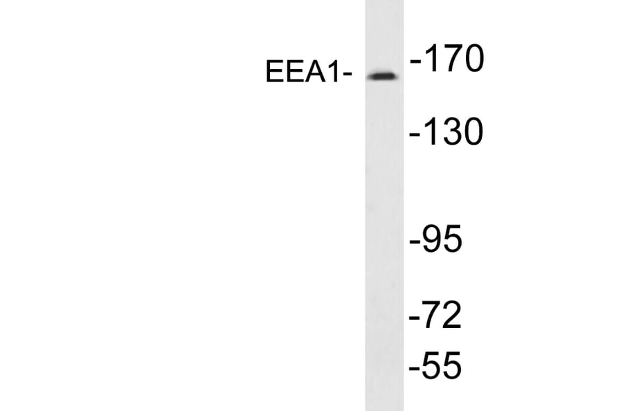 Western Blot - Anti-EEA1 Antibody (R12-2124) - Antibodies.com