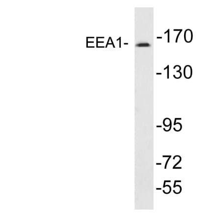 Western Blot - Anti-EEA1 Antibody (R12-2124) - Antibodies.com