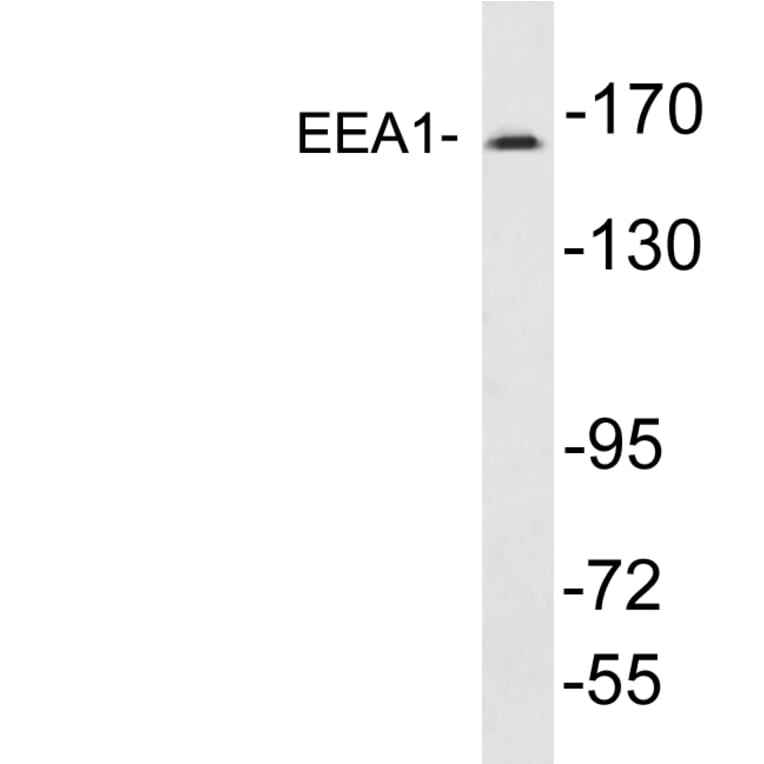 Western Blot - Anti-EEA1 Antibody (R12-2124) - Antibodies.com