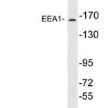 Western Blot - Anti-EEA1 Antibody (R12-2124) - Antibodies.com