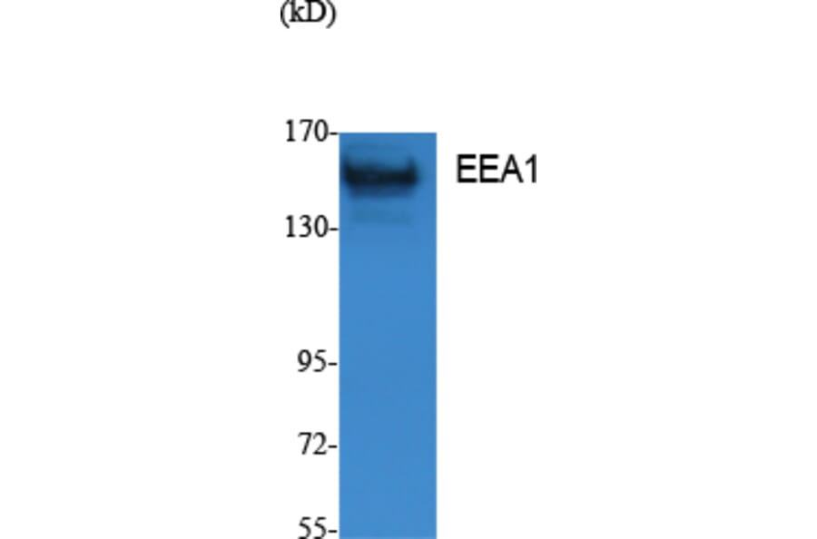 Western Blot - Anti-EEA1 Antibody (R12-2124) - Antibodies.com