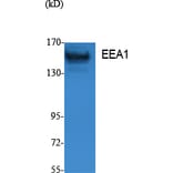 Western Blot - Anti-EEA1 Antibody (R12-2124) - Antibodies.com