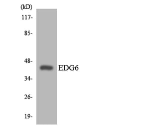 Western Blot - Anti-EDG6 Antibody (R12-2727) - Antibodies.com