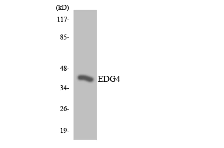 Western Blot - Anti-EDG4 Antibody (R12-2724) - Antibodies.com