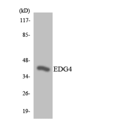 Western Blot - Anti-EDG4 Antibody (R12-2724) - Antibodies.com