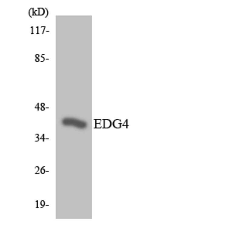 Western Blot - Anti-EDG4 Antibody (R12-2724) - Antibodies.com