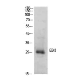 Western Blot - Anti-EBI3 Antibody (C30627) - Antibodies.com