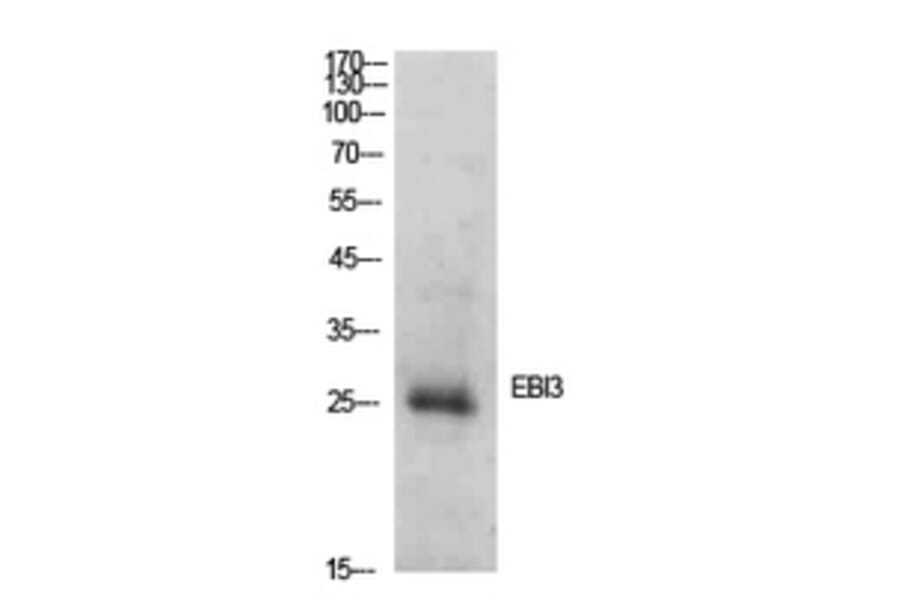 Western Blot - Anti-EBI3 Antibody (C30627) - Antibodies.com