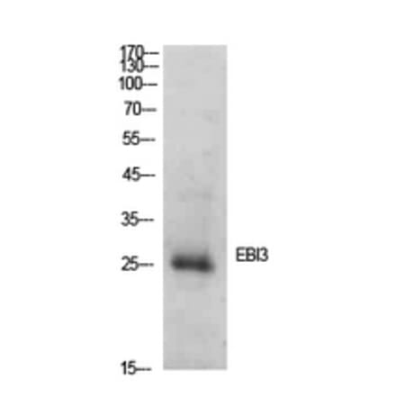 Western Blot - Anti-EBI3 Antibody (C30627) - Antibodies.com