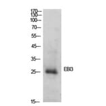 Western Blot - Anti-EBI3 Antibody (C30627) - Antibodies.com