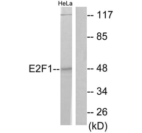 Western Blot - Anti-E2F1 Antibody (B0423) - Antibodies.com