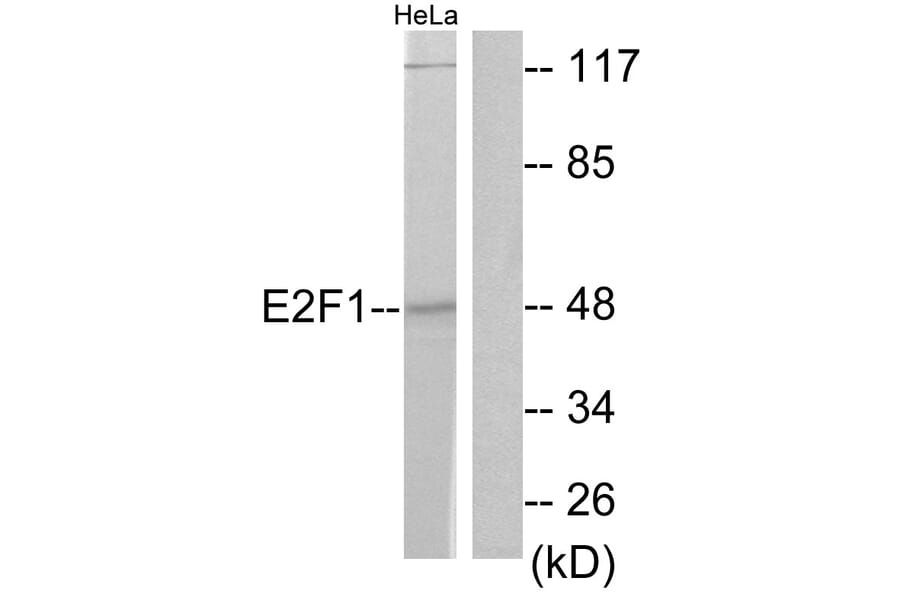 Western Blot - Anti-E2F1 Antibody (B0423) - Antibodies.com