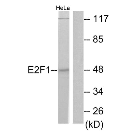 Western Blot - Anti-E2F1 Antibody (B0423) - Antibodies.com