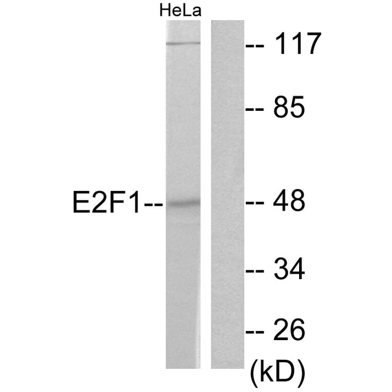 Western Blot - Anti-E2F1 Antibody (B0423) - Antibodies.com