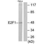 Western Blot - Anti-E2F1 Antibody (B0423) - Antibodies.com