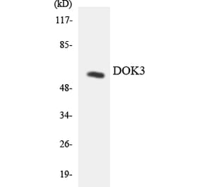Western Blot - Anti-DOK3 Antibody (R12-2710) - Antibodies.com