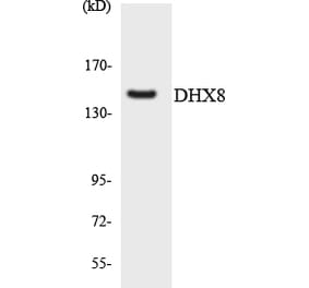 Western Blot - Anti-DHX8 Antibody (R12-2698) - Antibodies.com