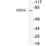 Western Blot - Anti-DDX3 Antibody (R12-2111) - Antibodies.com