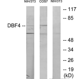 Western Blot - Anti-DBF4 Antibody (C11821) - Antibodies.com