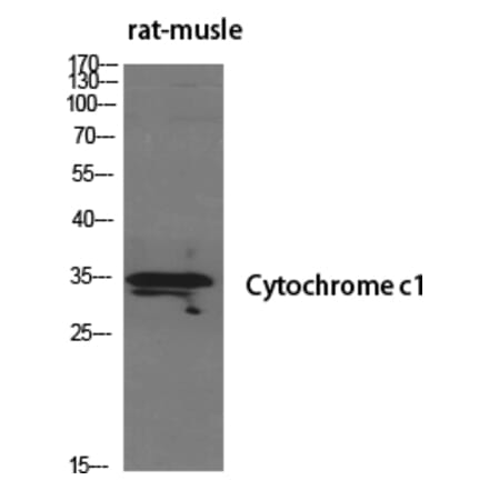 Western Blot - Anti-CYC1 Antibody (C20760) - Antibodies.com