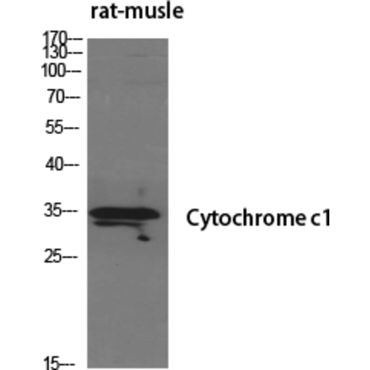 Western Blot - Anti-CYC1 Antibody (C20760) - Antibodies.com
