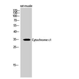 Western Blot - Anti-CYC1 Antibody (C20760) - Antibodies.com
