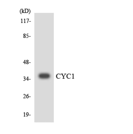 Western Blot - Anti-CYC1 Antibody (R12-2665) - Antibodies.com