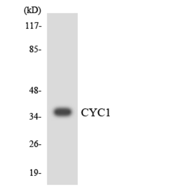 Western Blot - Anti-CYC1 Antibody (R12-2665) - Antibodies.com