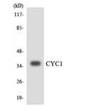 Western Blot - Anti-CYC1 Antibody (R12-2665) - Antibodies.com