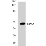 Western Blot - Anti-CPA5 Antibody (R12-2646) - Antibodies.com