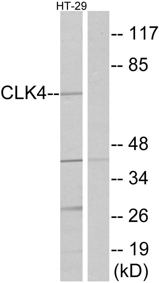 Western blot analysis of lysates from HT-29 cells using Anti-CLK4 Antibody. The right hand lane represents a negative control, where the antibody is blocked by the immunising peptide.