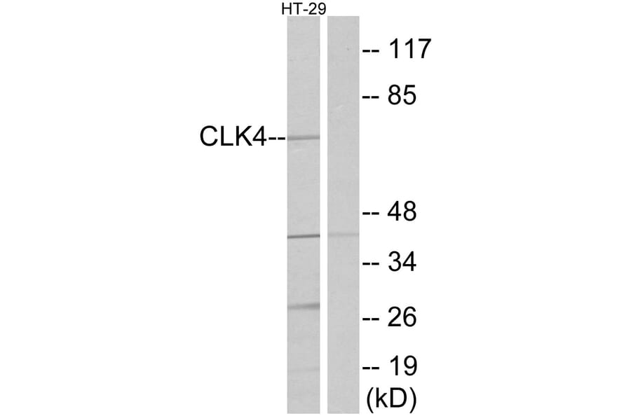 Western Blot - Anti-CLK4 Antibody (C11717) - Antibodies.com