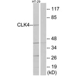 Western Blot - Anti-CLK4 Antibody (C11717) - Antibodies.com