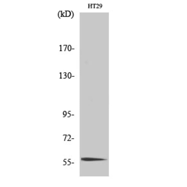 Western Blot - Anti-CLK4 Antibody (C11717) - Antibodies.com