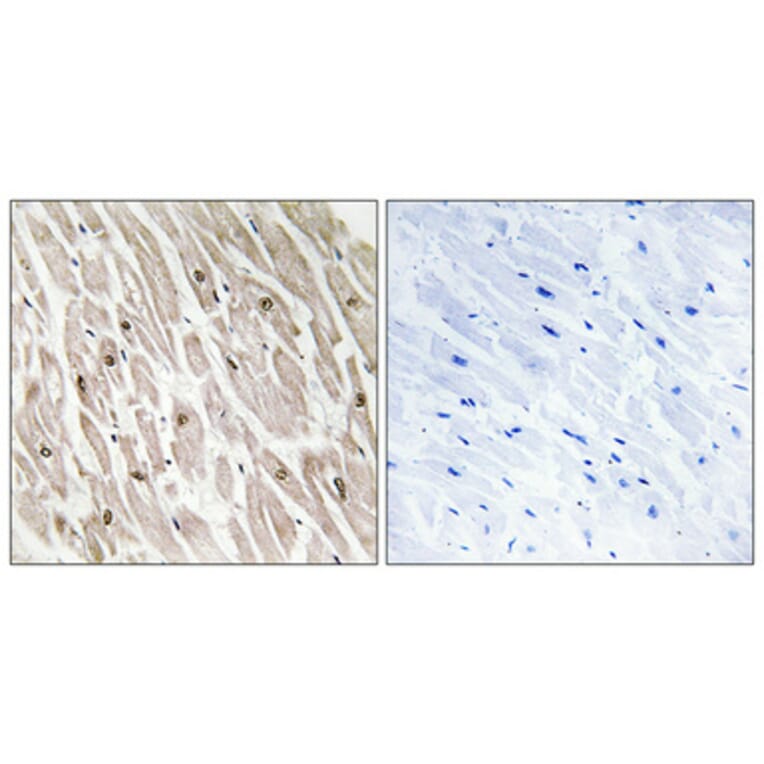 Immunohistochemistry - Anti-CLK4 Antibody (C11717) - Antibodies.com