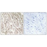 Immunohistochemistry - Anti-CLK4 Antibody (C11717) - Antibodies.com