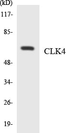 Western blot analysis of the lysates from HeLa cells using Anti-CLK4 Antibody.