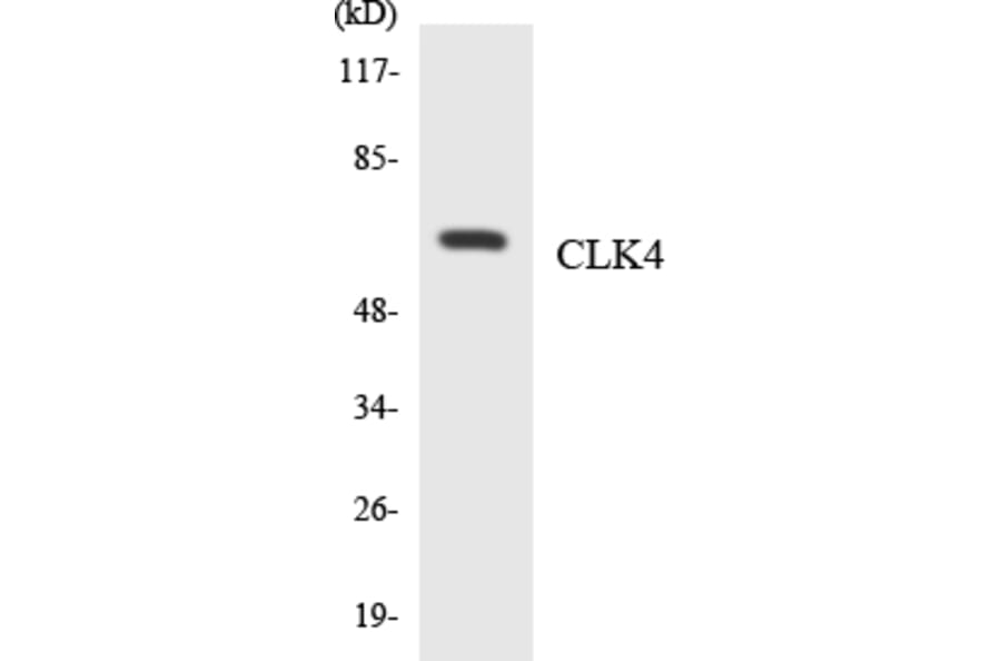 Western Blot - Anti-CLK4 Antibody (R12-2630) - Antibodies.com