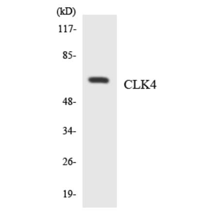 Western Blot - Anti-CLK4 Antibody (R12-2630) - Antibodies.com