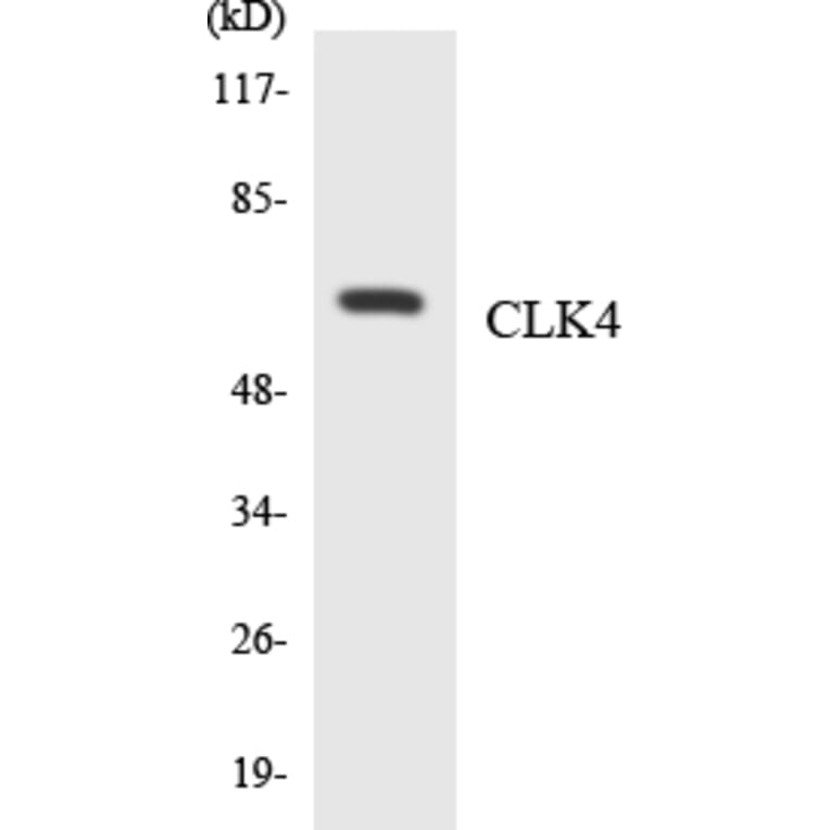 Western Blot - Anti-CLK4 Antibody (R12-2630) - Antibodies.com