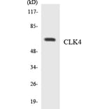 Western Blot - Anti-CLK4 Antibody (R12-2630) - Antibodies.com