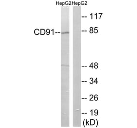 Western Blot - Anti-CD91 Antibody (B8225) - Antibodies.com