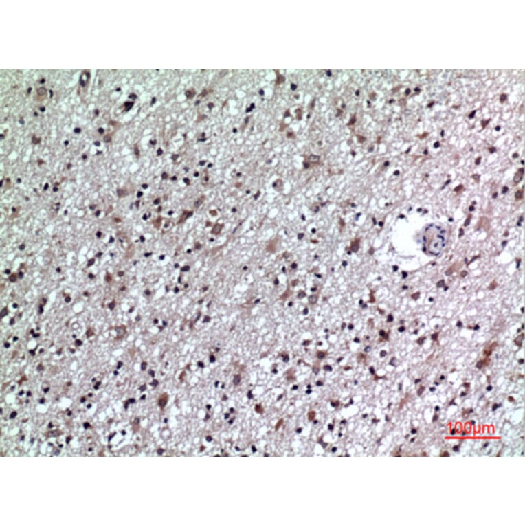 Immunohistochemistry - Anti-CD84 Antibody (C30386) - Antibodies.com