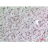 Immunohistochemistry - Anti-CD84 Antibody (C30386) - Antibodies.com
