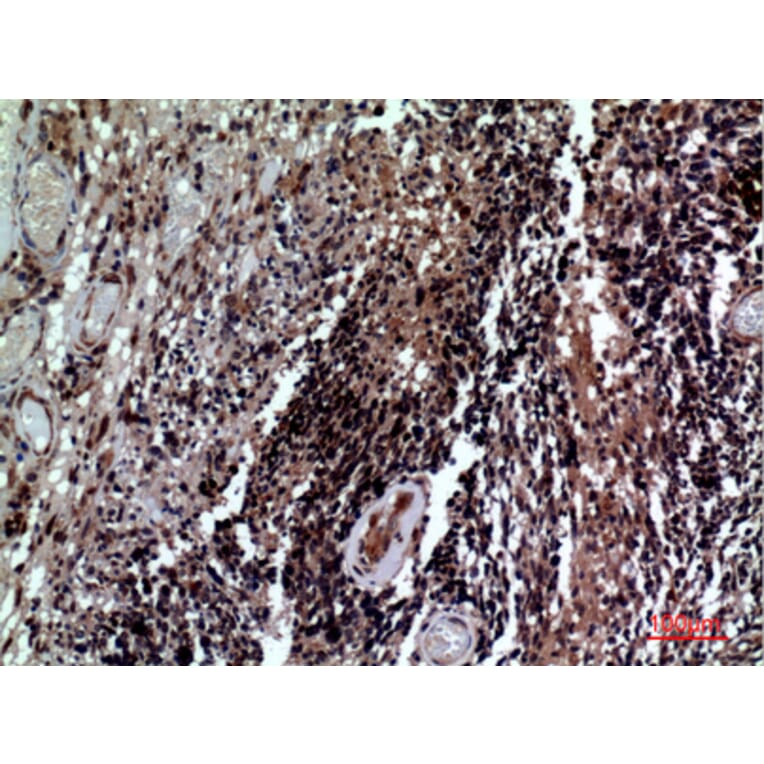 Immunohistochemistry - Anti-CD84 Antibody (C30386) - Antibodies.com