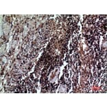 Immunohistochemistry - Anti-CD84 Antibody (C30386) - Antibodies.com