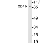 Western Blot - Anti-CD71 Antibody (R12-2082) - Antibodies.com