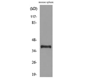 Western Blot - Anti-CD68 Antibody (C30188) - Antibodies.com