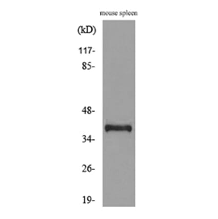 Western Blot - Anti-CD68 Antibody (C30188) - Antibodies.com